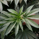 Illustration for article titled Californias Sweeping New Marijuana Industry Laws Are a Win For the Environment